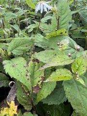 Eurybia chlorolepis