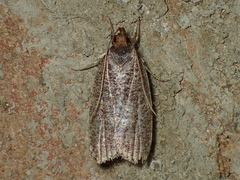 Psilocorsis reflexella