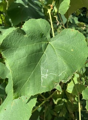 Phyllocnistis vitegenella