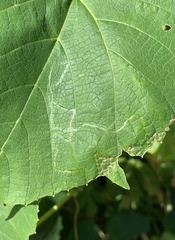 Phyllocnistis vitegenella