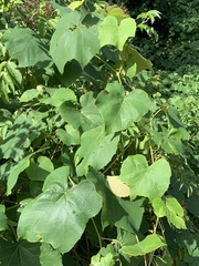 Phyllocnistis vitegenella