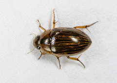 Tropisternus collaris