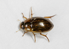 Tropisternus collaris