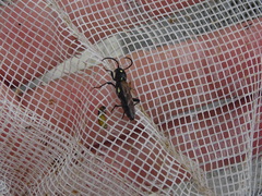 Xylotrechus quadrimaculatus