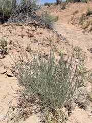 Sphaeralcea leptophylla