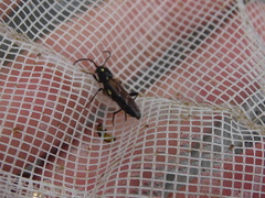 Xylotrechus quadrimaculatus