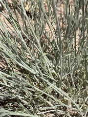 Sphaeralcea leptophylla