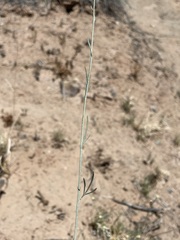 Sphaeralcea leptophylla