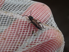 Xylotrechus quadrimaculatus