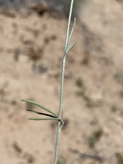 Sphaeralcea leptophylla