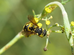 Parodontodynerus ephippium