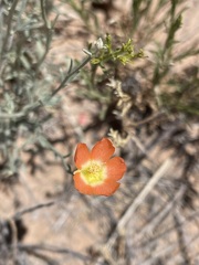 Sphaeralcea leptophylla