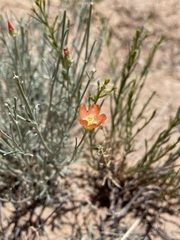 Sphaeralcea leptophylla