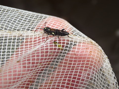 Xylotrechus quadrimaculatus