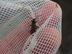 Xylotrechus quadrimaculatus