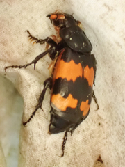 Nicrophorus investigator