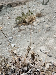 Xylorhiza