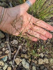 Symphyotrichum depauperatum