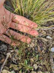 Symphyotrichum depauperatum