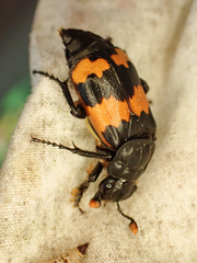 Nicrophorus investigator