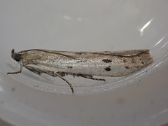 Phycitodes binaevella