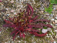 Pedicularis flammea