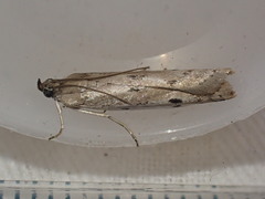 Phycitodes binaevella