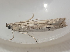 Phycitodes binaevella