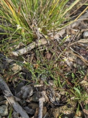 Symphyotrichum depauperatum
