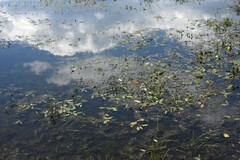 Sagittaria cuneata