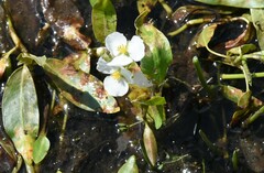 Sagittaria cuneata