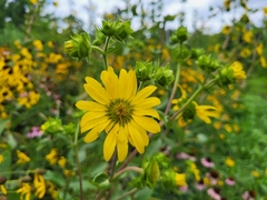 Silphium integrifolium