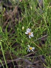 Symphyotrichum depauperatum