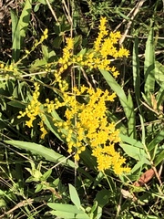 Solidago pinetorum
