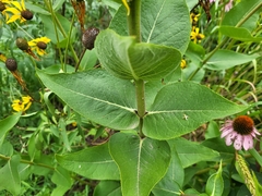 Silphium integrifolium