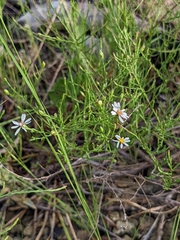 Symphyotrichum depauperatum