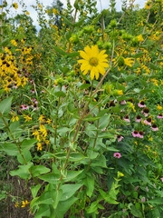 Silphium integrifolium