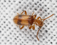Cymatodera puncticollis