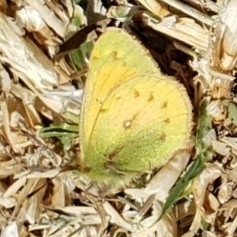 Colias lesbia