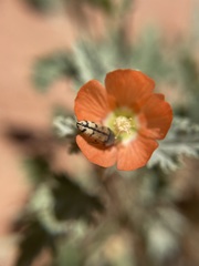 Acmaeodera immaculata