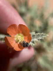 Acmaeodera immaculata