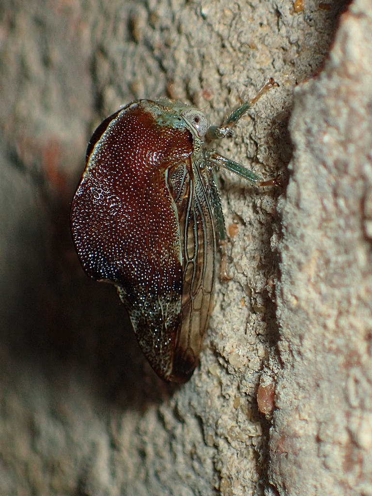 Telamona woodruffi