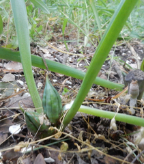 Colchicum umbrosum