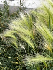 Hordeum jubatum