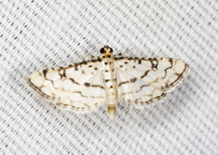 Hileithia rehamalis
