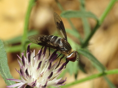 Exoprosopa rivularis