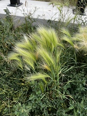 Hordeum jubatum