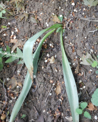 Colchicum umbrosum