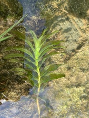Potamogeton × nitens