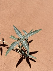 Dicoria canescens